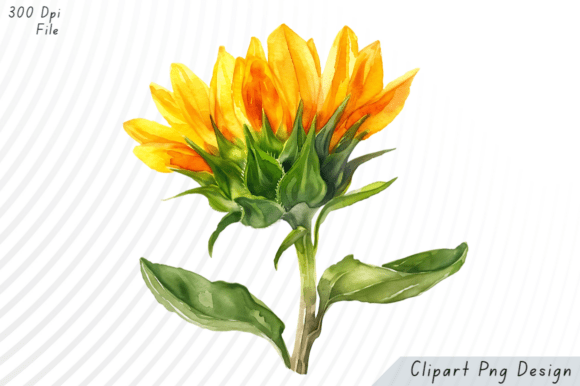 Download Watercolor Sunflower Clipart - Flower clipart Collection